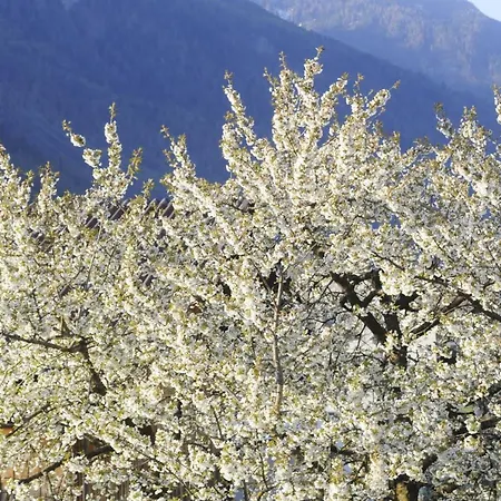 Апартаменты Turala