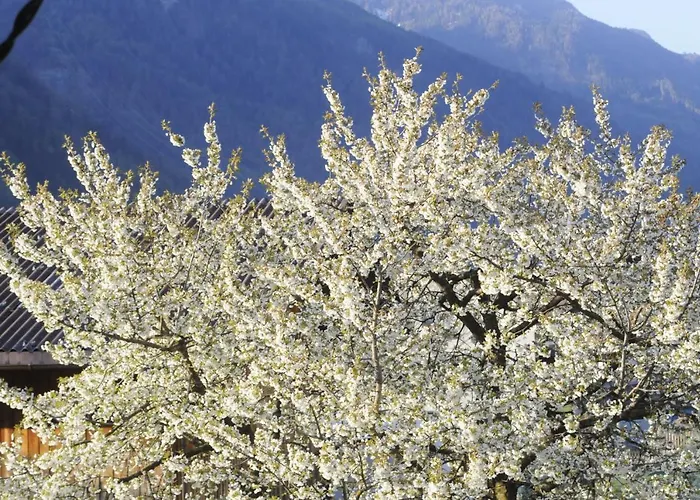 Апартаменты Turala